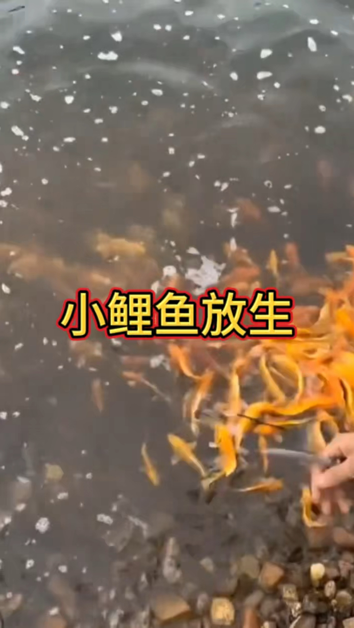放生鲤鱼,寓意年年有余
