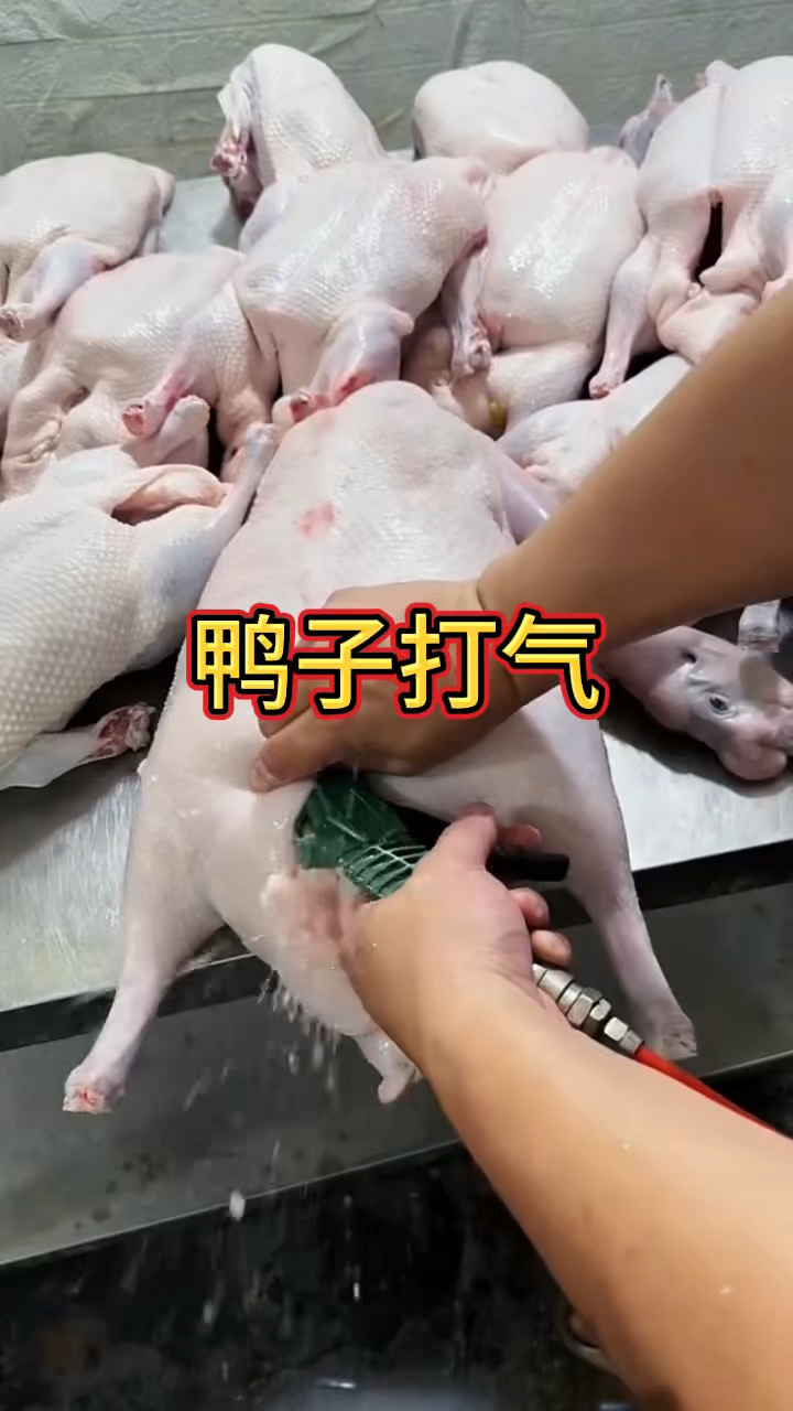 打了气的鸭子还能吃吗?