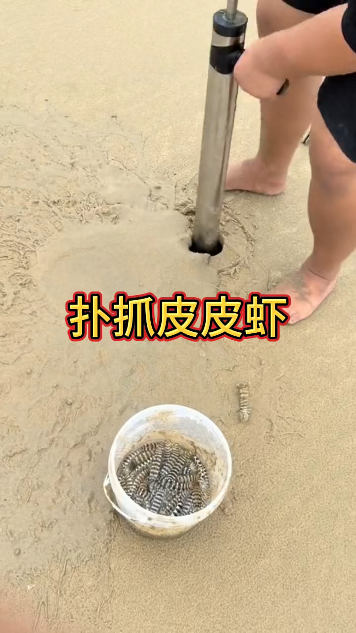 原来皮皮虾是这样抓的