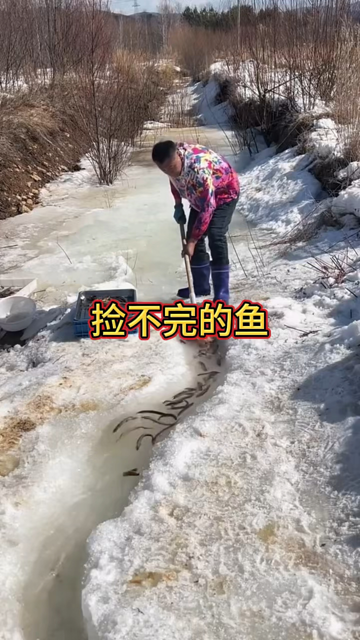 这就是北方吃鱼,根本就不用买