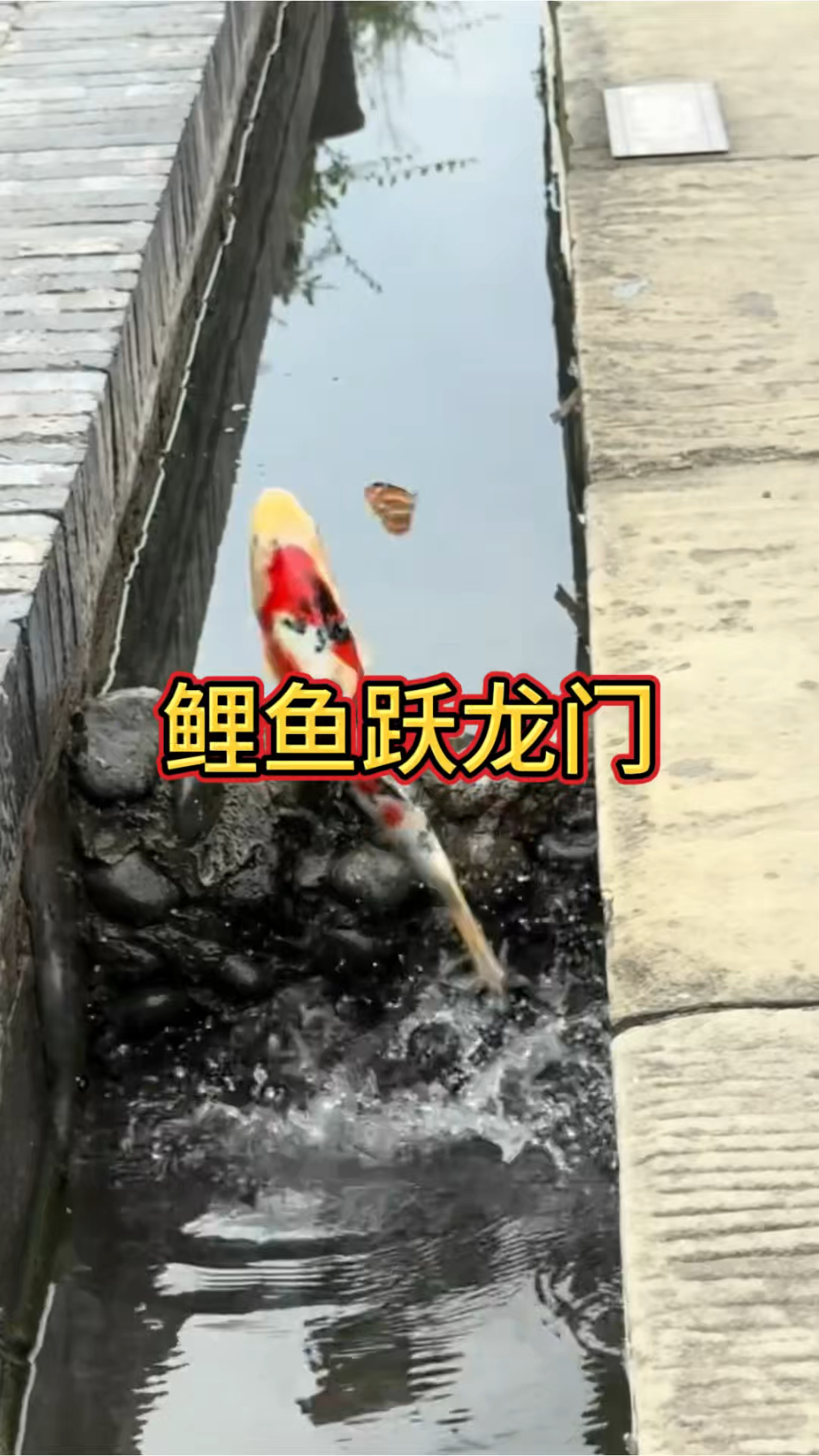 看到鲤鱼跃龙门见者好运连连