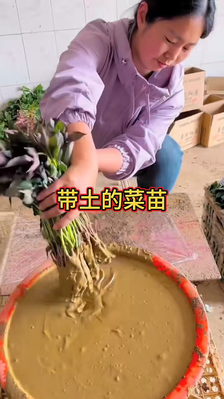 菜苗重新裹上泥巴