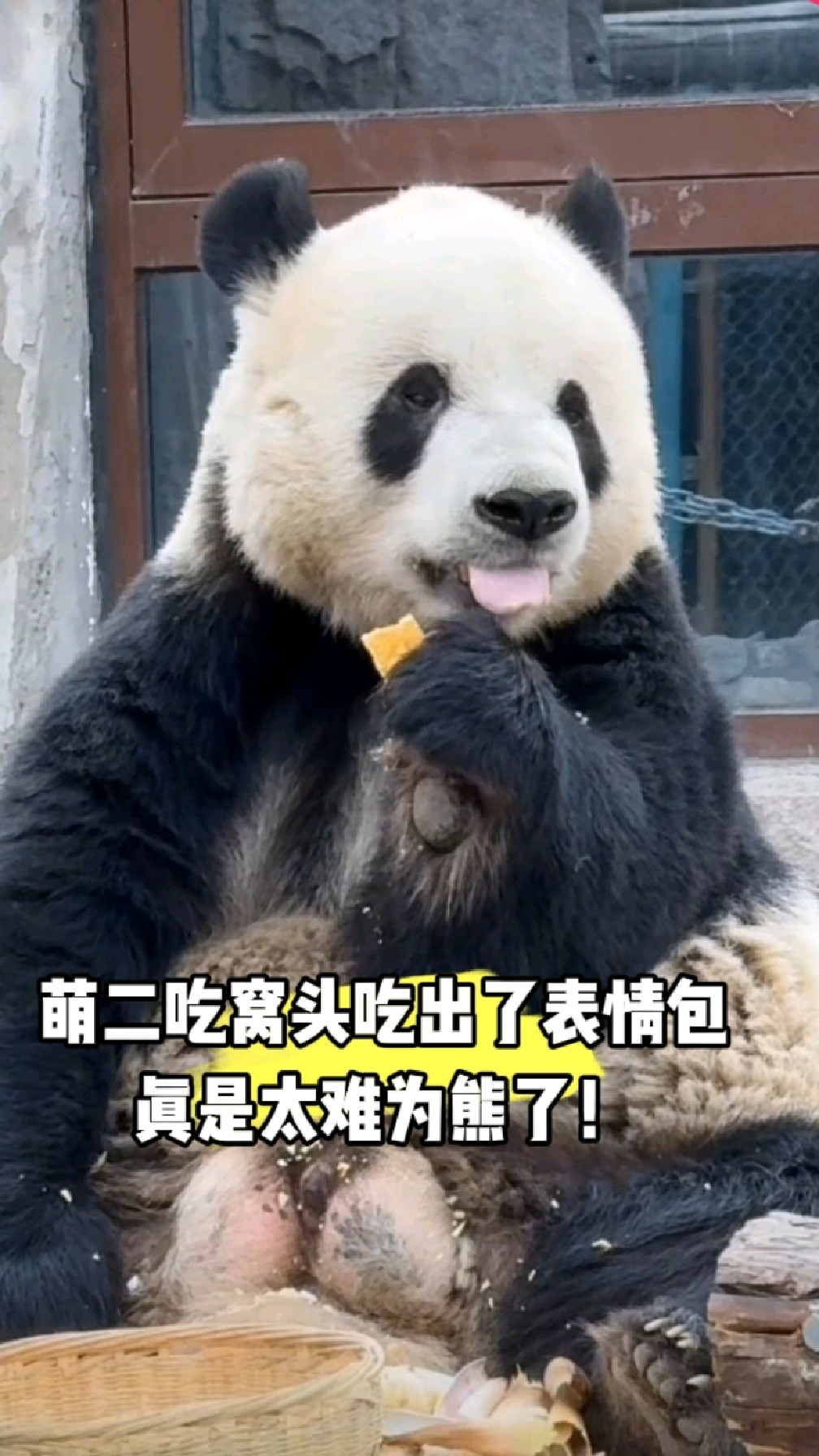 萌二吃窝头吃出了表情包 真是太难为熊了!!