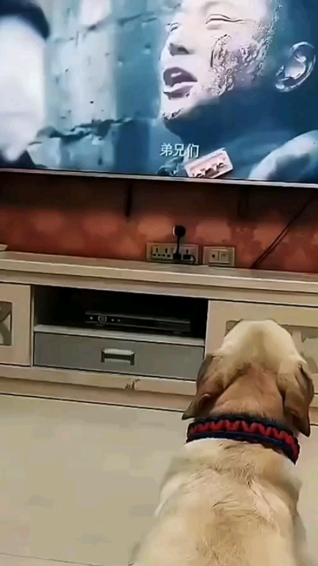 看完这段视频,我不吃狗肉了