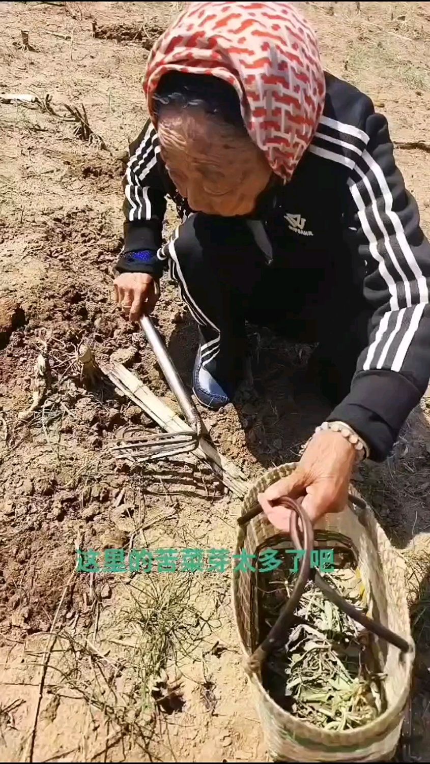 一天都不闲着又来挖野菜