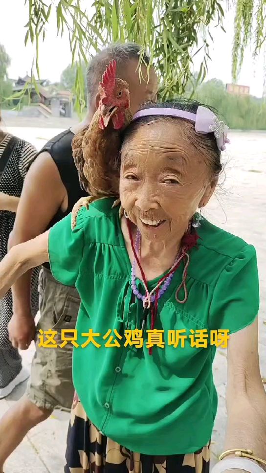 这只大公鸡真听话呀