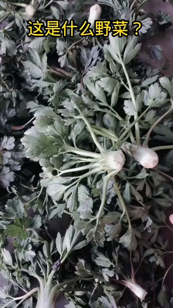 你们看看这是啥野菜能吃吗