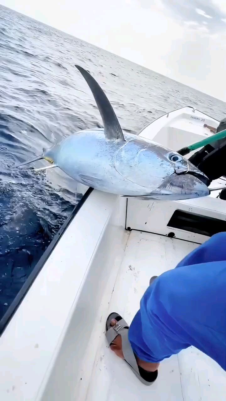 这都是些什么鱼?你认识吗