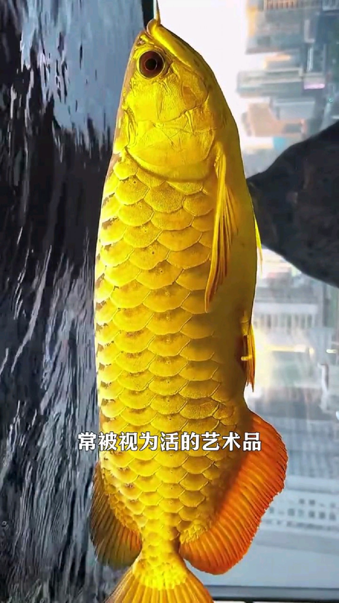 金龙鱼美容师：这是拿手术刀的艺术活