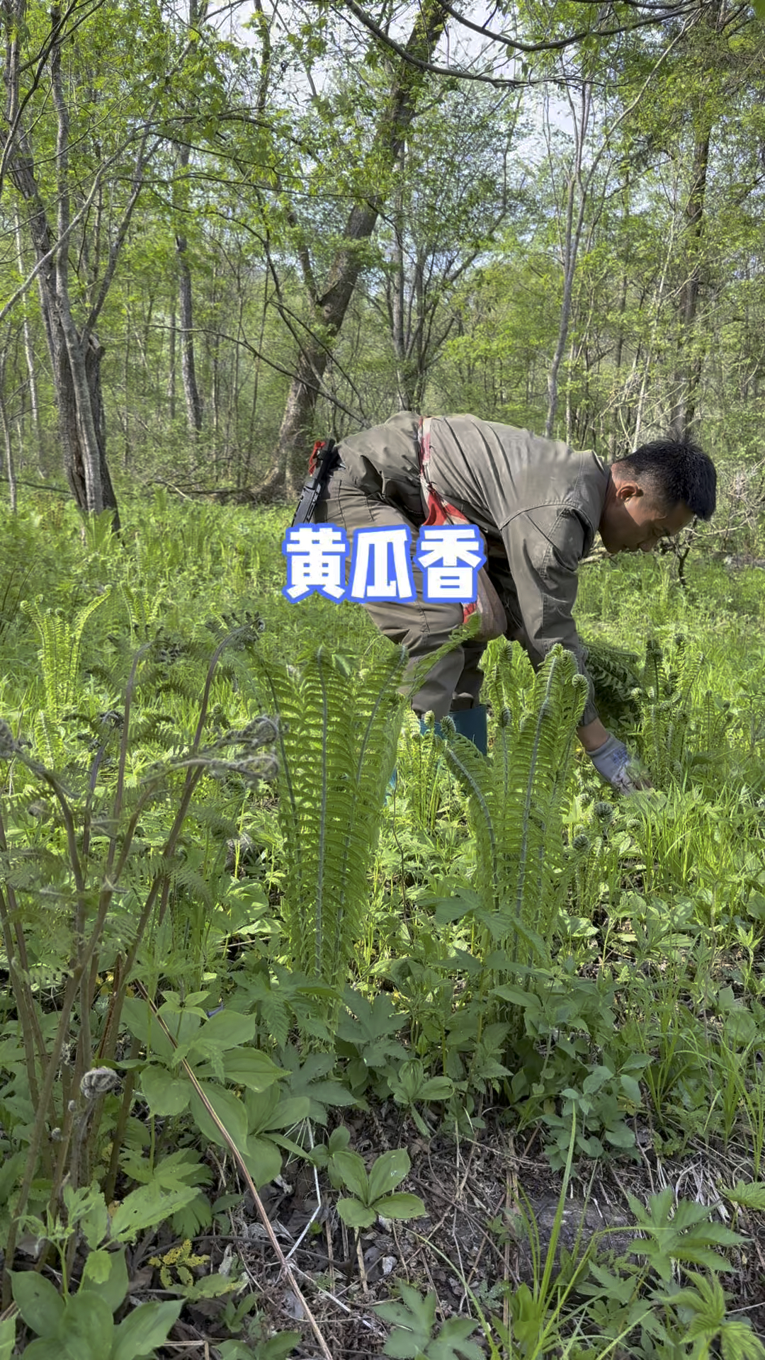 黄瓜香这般处理超美味：焯水洗净后炒肉凉拌，鲜香脆嫩超下饭