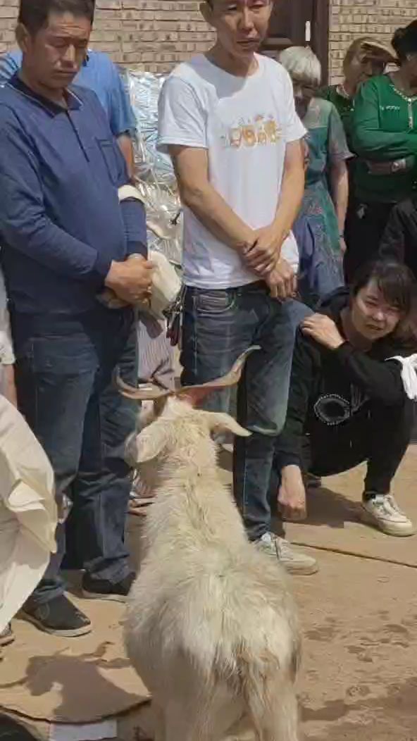 陕北白事给亡人灵牲,不领的话还亲人给说好话,才灵。