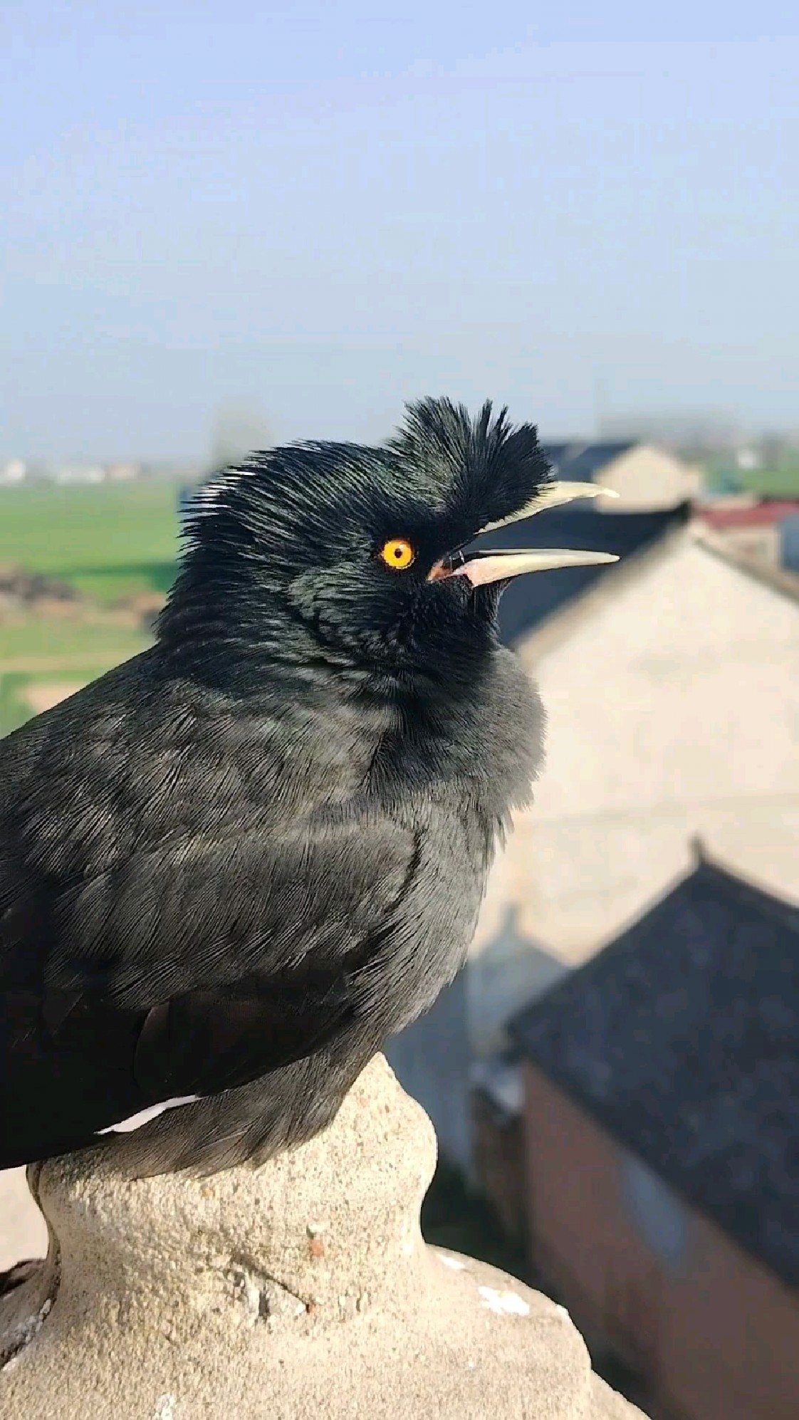 让聪明的八哥小鸟给大家模仿一下小鸭子和小狗狗的叫声