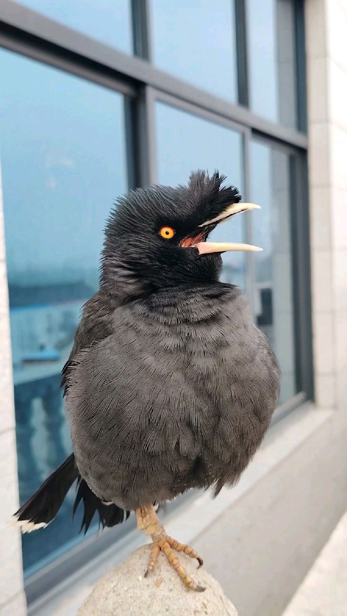 让学会说话的八哥小鸟模仿一下小鸭子的叫声