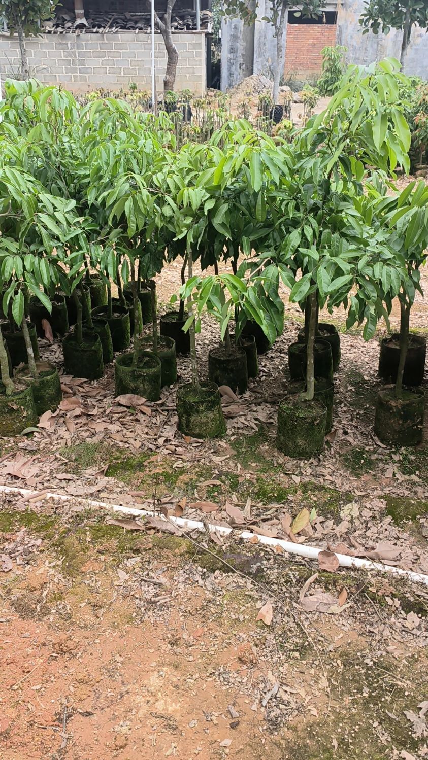 糯米糍荔枝嫁接苗处理啦,有300棵左右,要完20一棵上车,抓紧咯