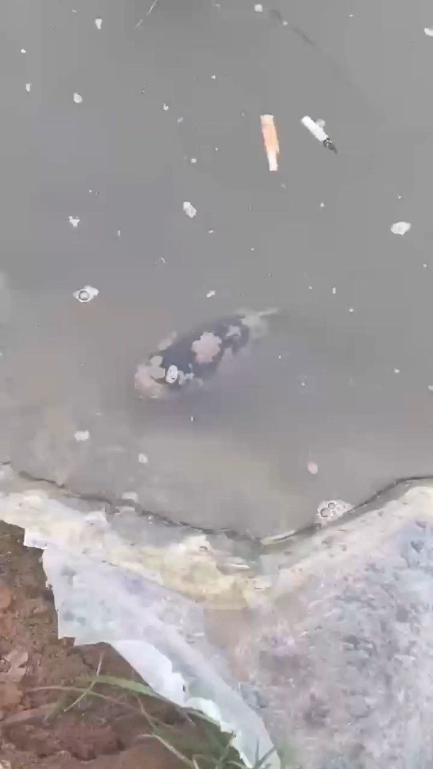 当下尤其是北方,一定要多注意水霉病!