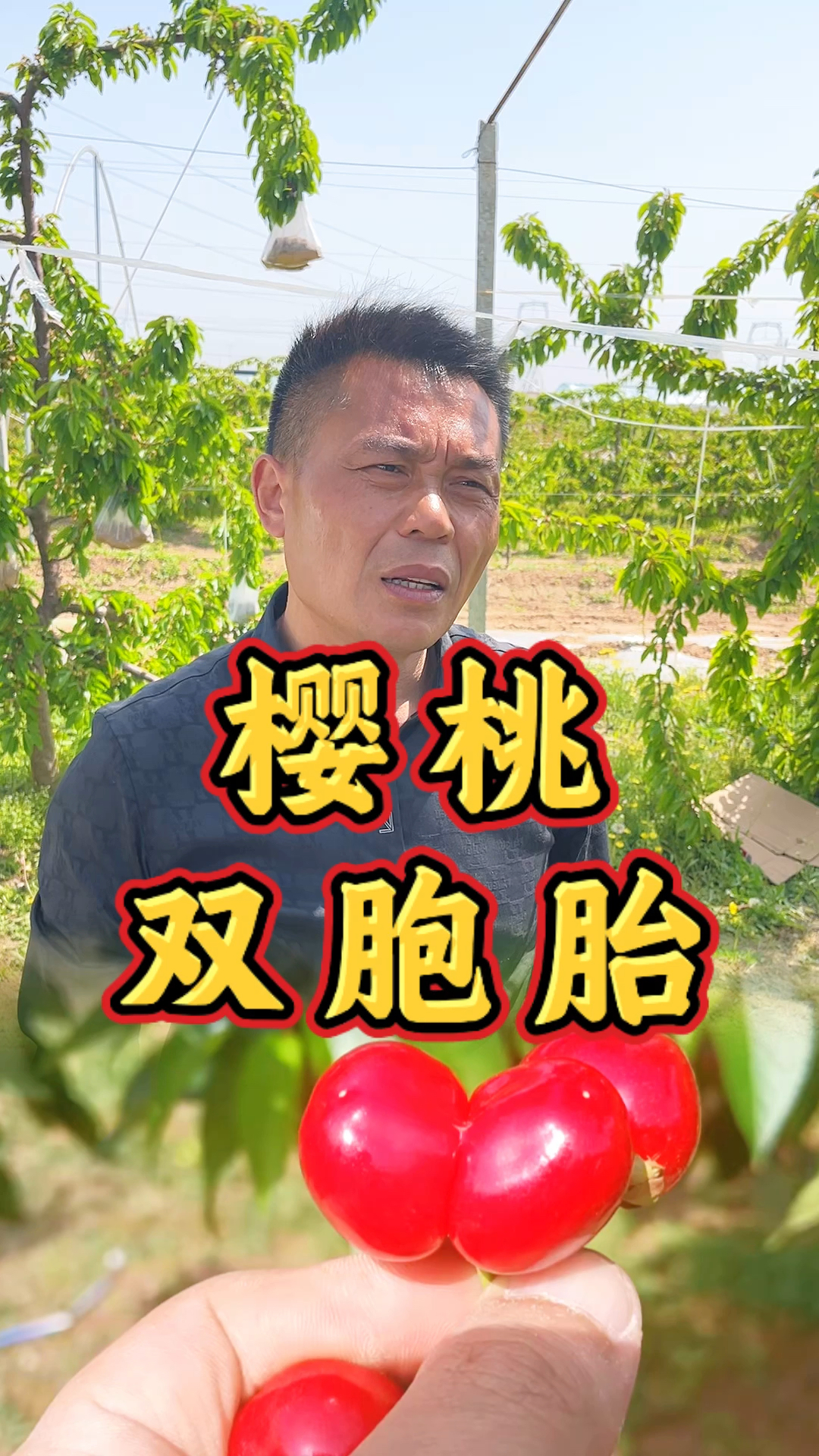 大樱桃老是有双胞胎怎么回事