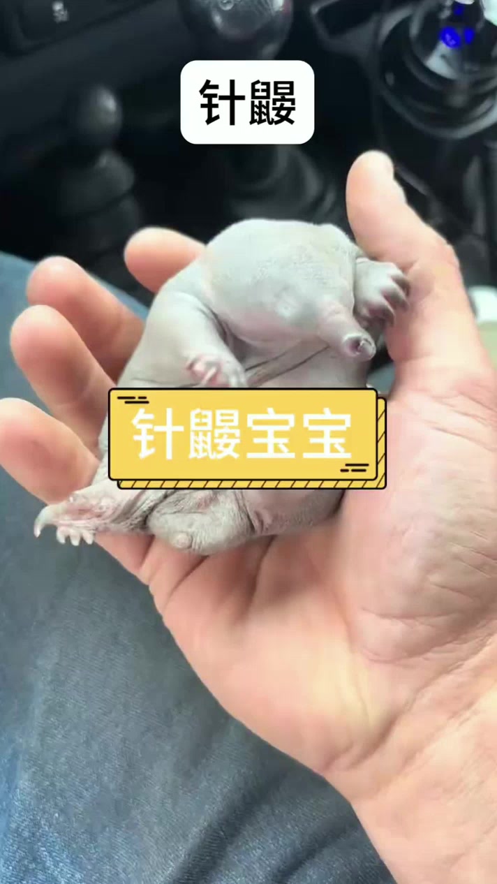 鸭嘴兽的近亲针鼹