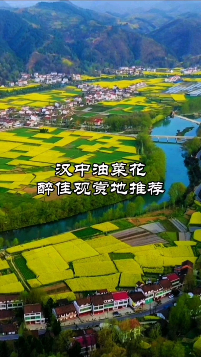 本周末汉中油菜花到醉美赏花季,怒放迎宾