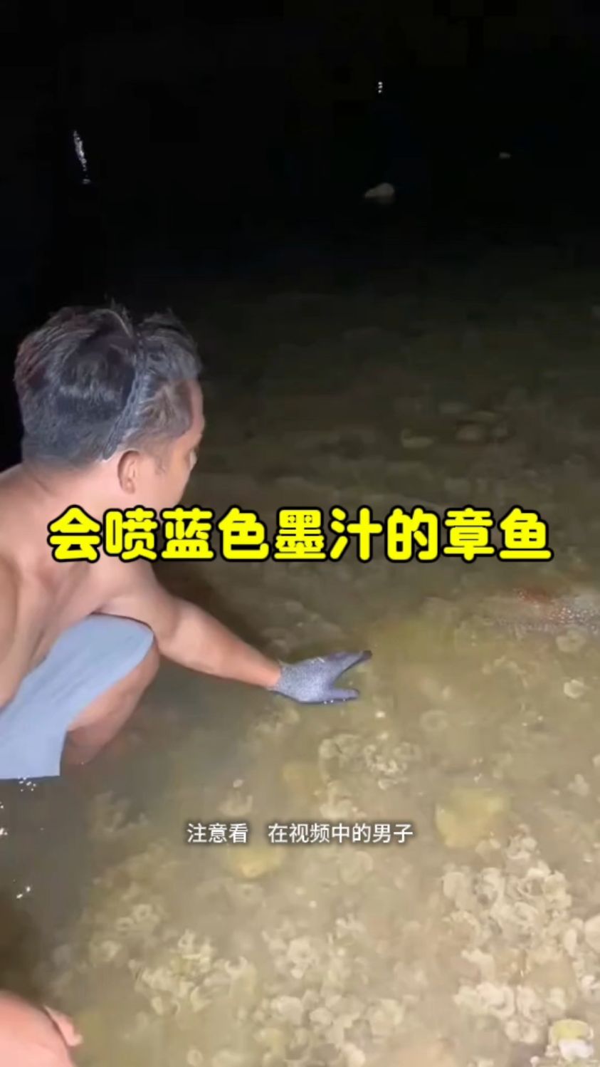 会喷蓝色墨汁的章鱼