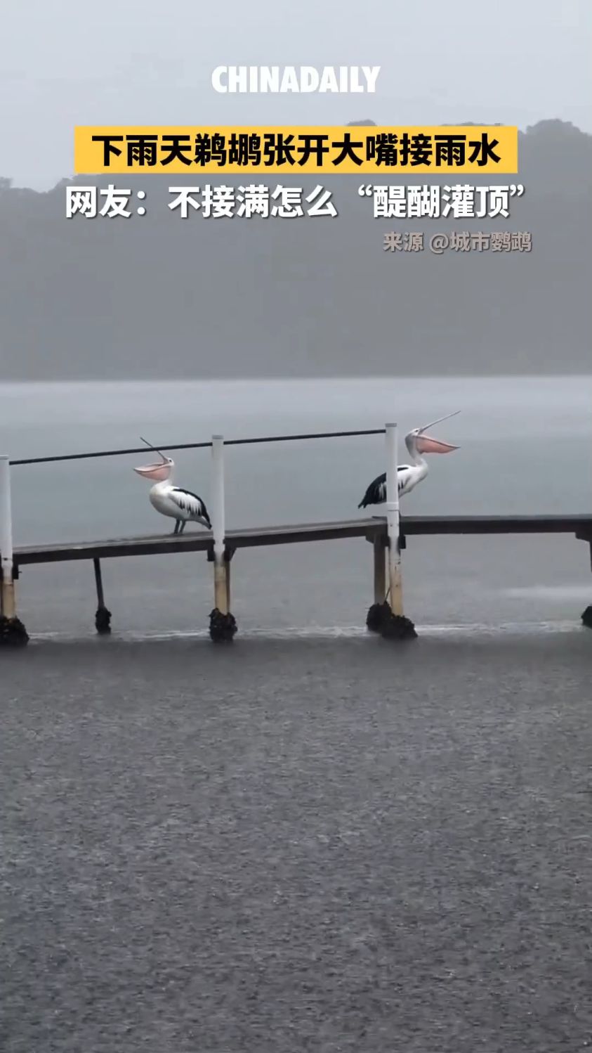 下雨天鹈鹕张开大嘴接雨水,网友:不接满怎么“醍醐灌顶”
