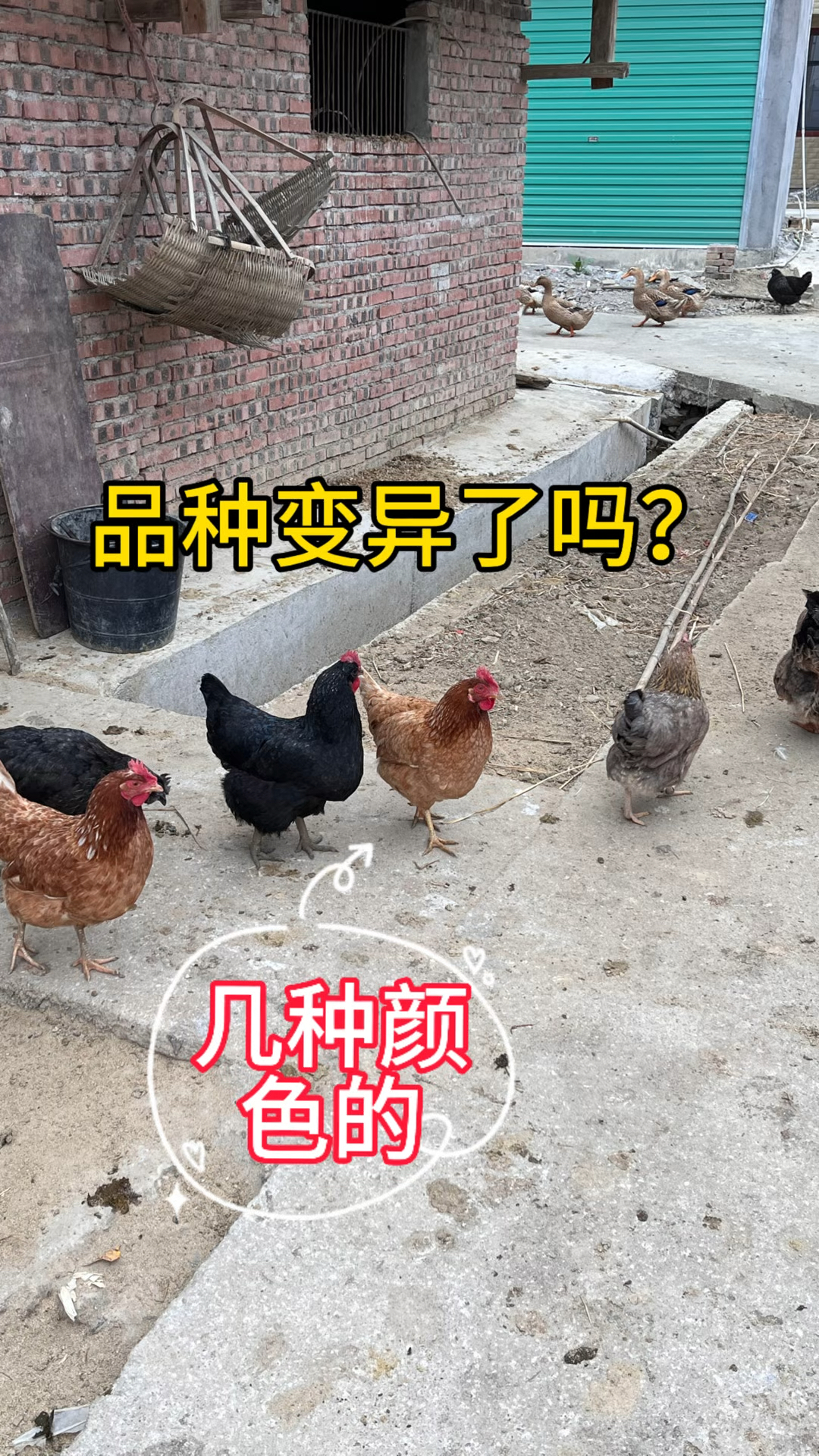 农村最新消息,同一批鸡苗竟多个品种,哪种才算最好的