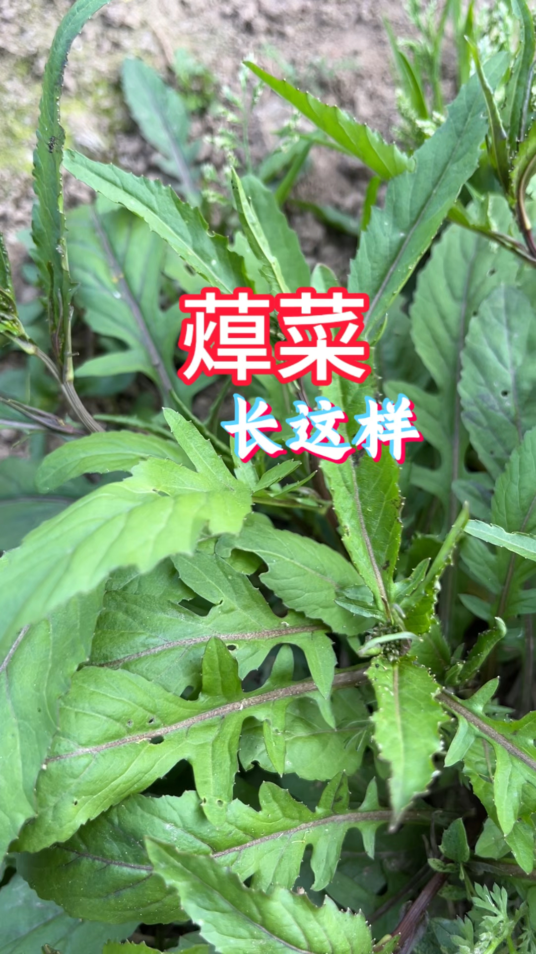 蔊菜可是个好野菜,春季新品上市,懂的都抢着带回家