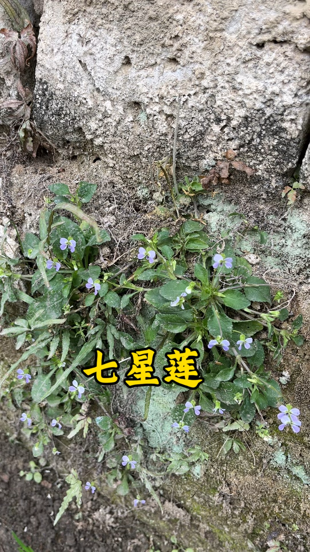 墙脚边的七星莲,没想到价值很高,认识就是宝
