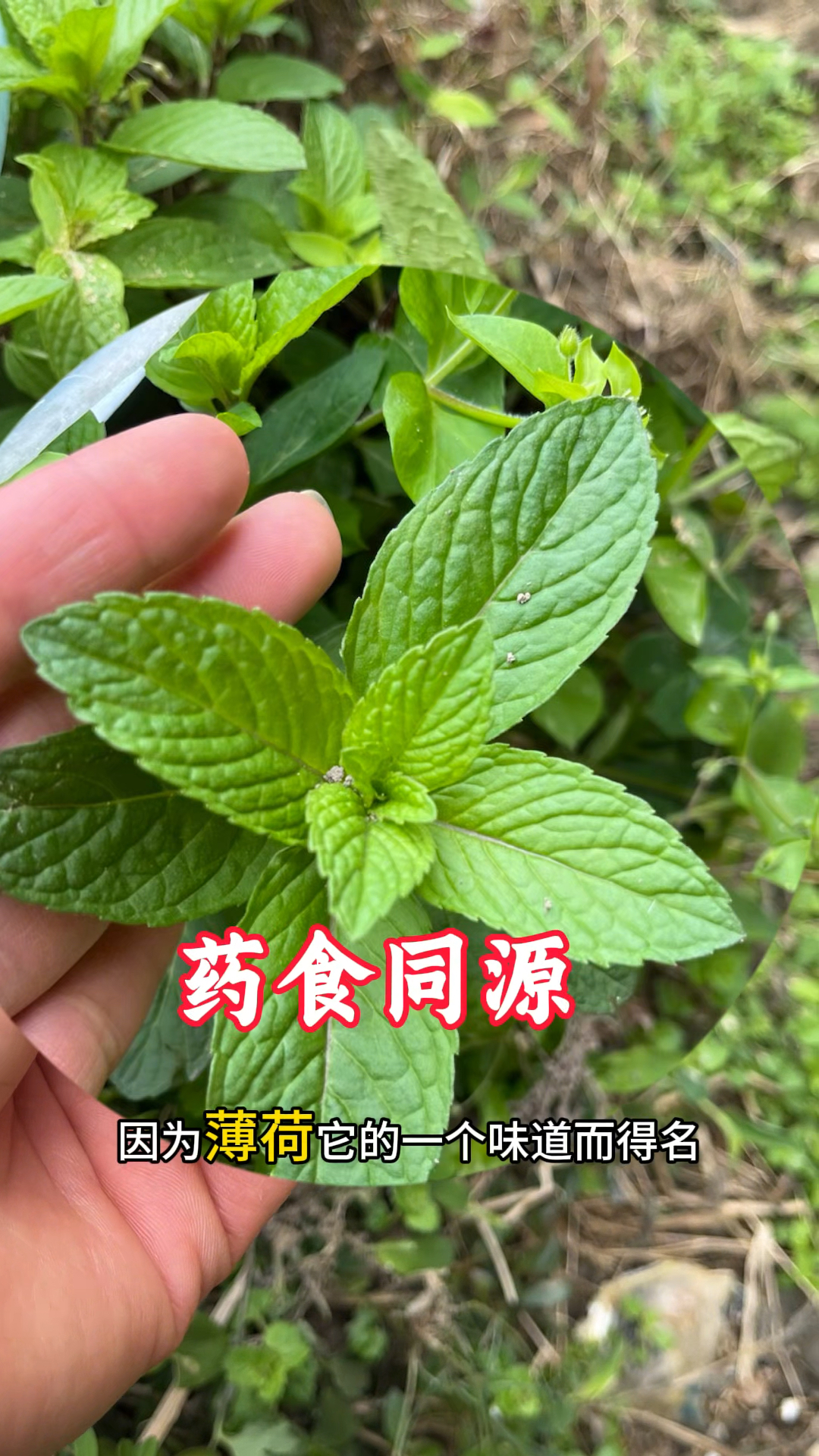 薄荷也称“消暑菜”,一年四季都实用,家家点好处多