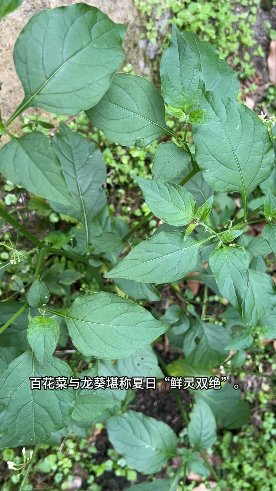 广东人大街常见的野菜,没想到价值这么好,你那里多不多?