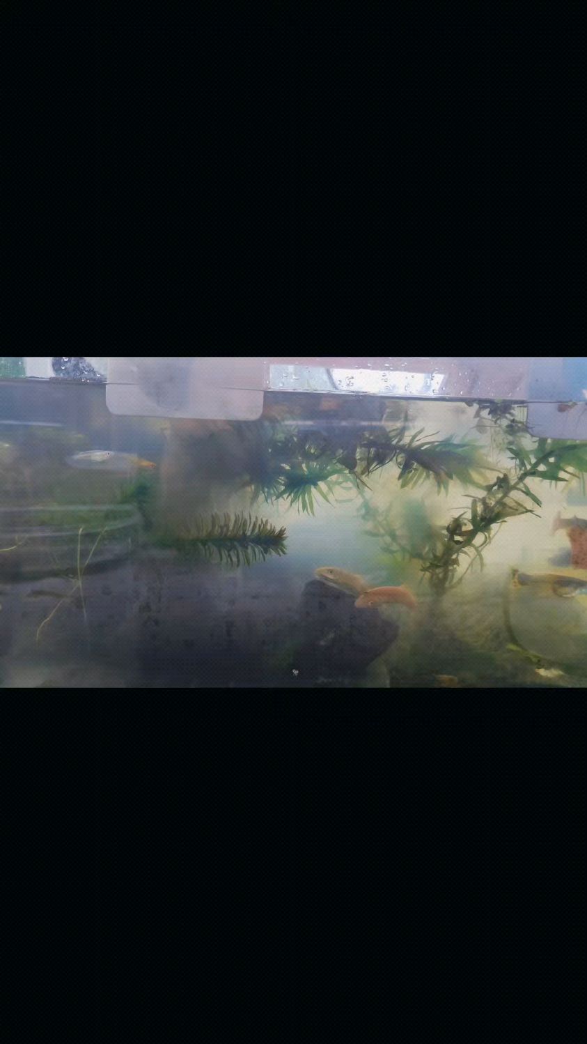 金苔鼠鱼静态鱼缸