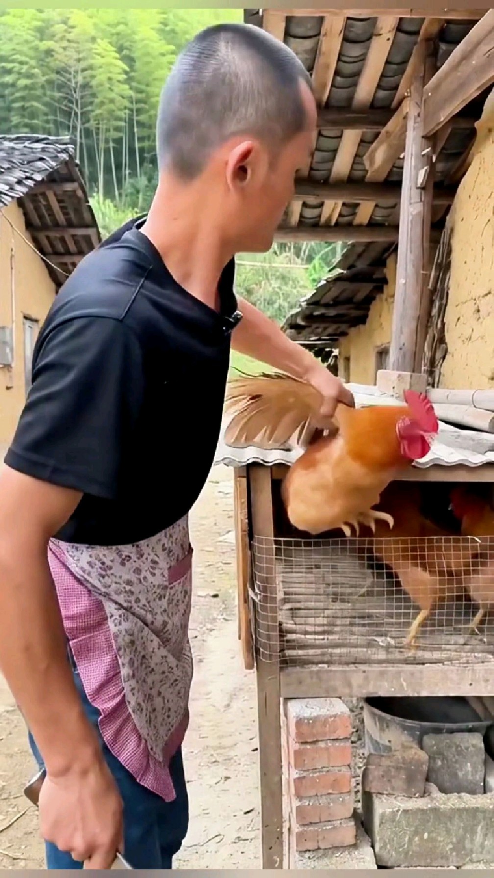 这公鸡成精了吧，躲房顶不敢下来