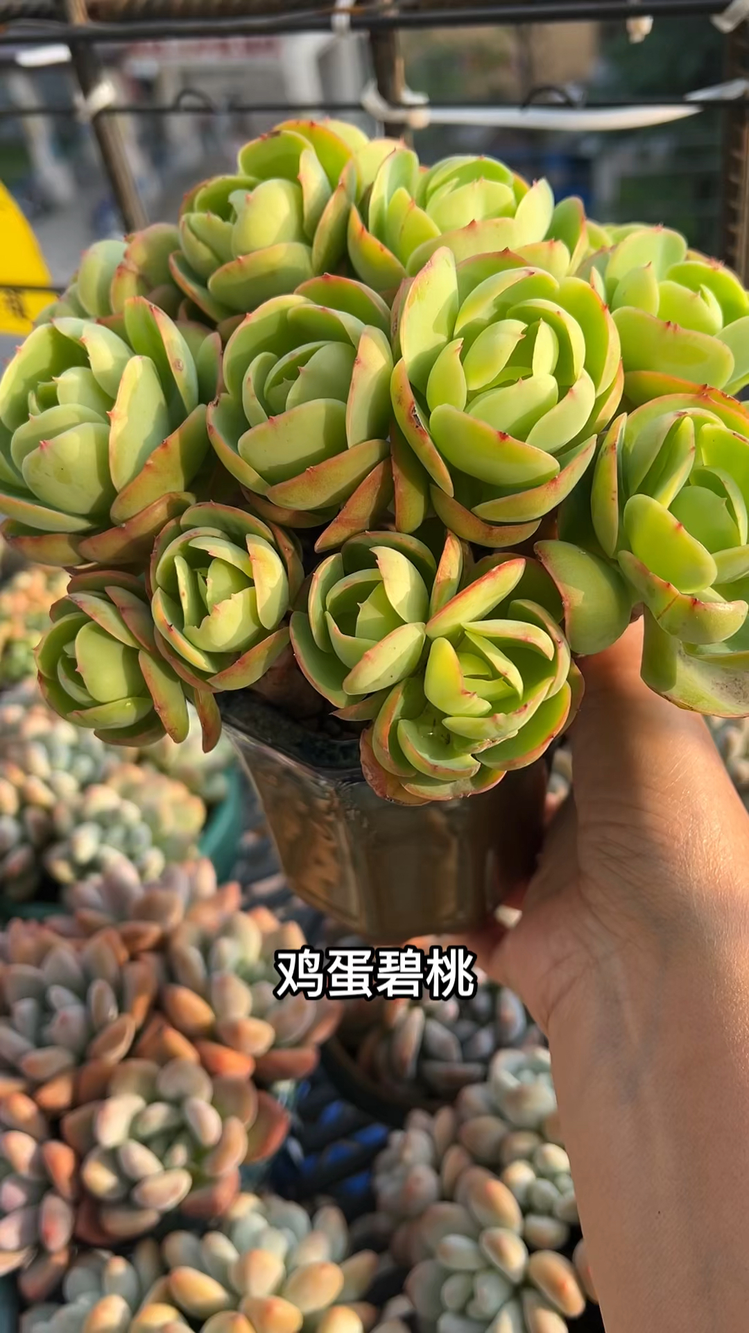 碧桃养护:养出小包子配土很重要