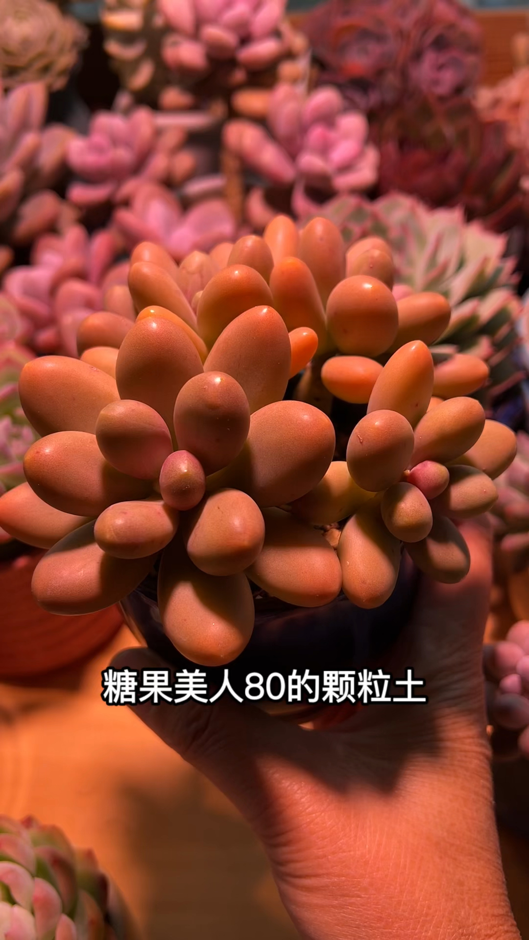 糖果美人:80小颗粒土,越养越喜欢