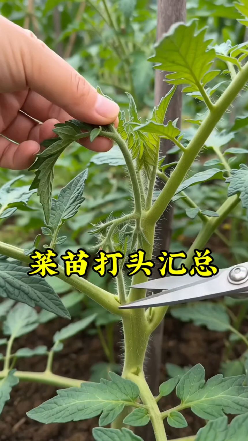 菜苗打头汇总。。