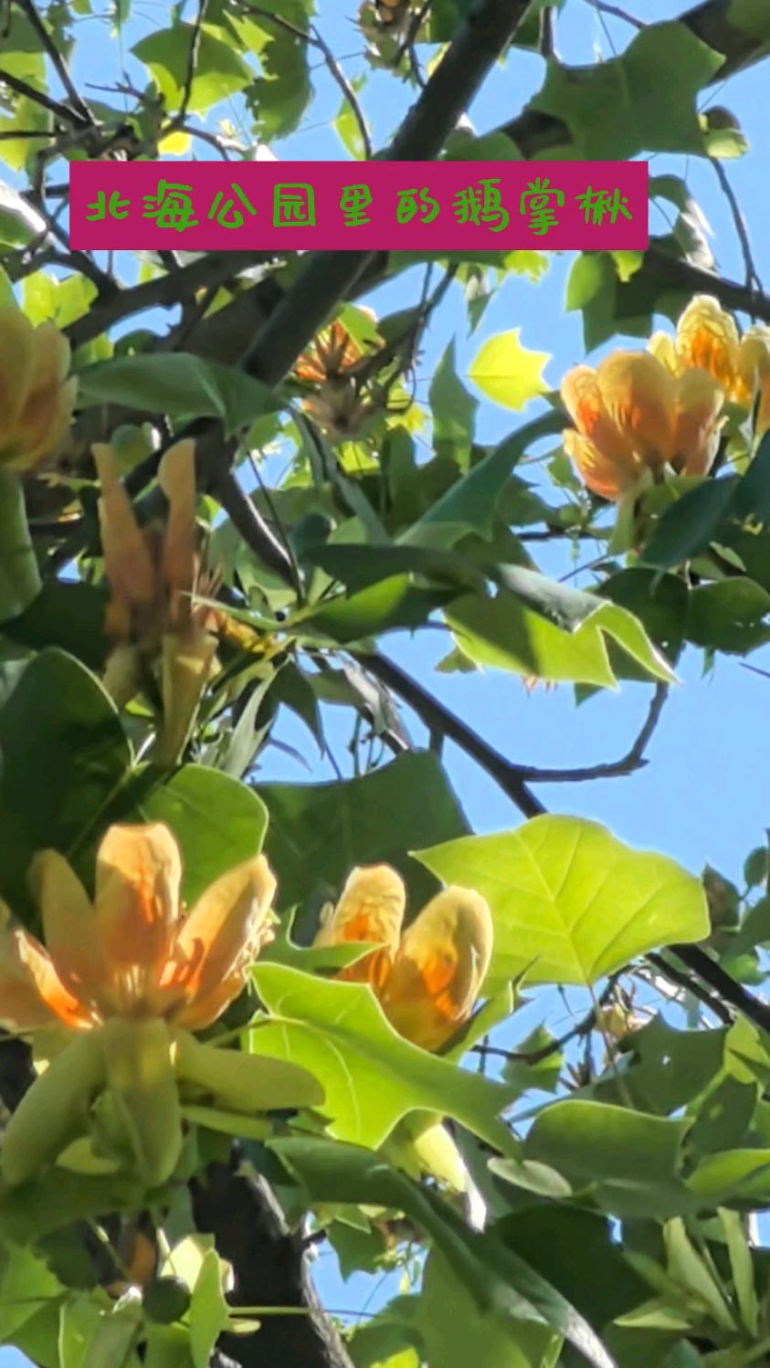 今去北海公园万佛楼景区十几层楼高的马褂木也称鹅掌秋盛开百朵花