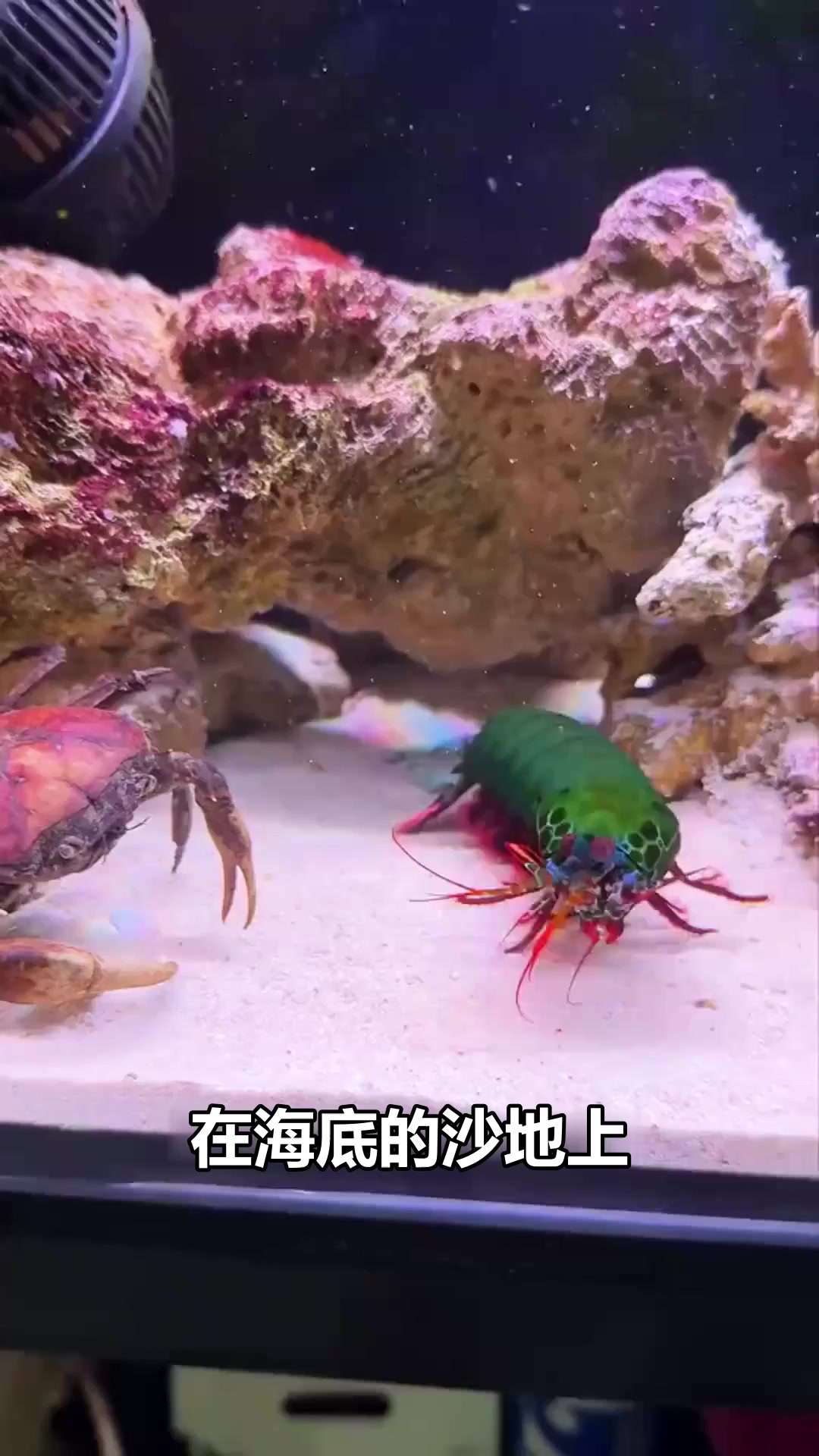 海底霸主对决！螳螂虾vs螃蟹，谁才是真正的海底拳王？