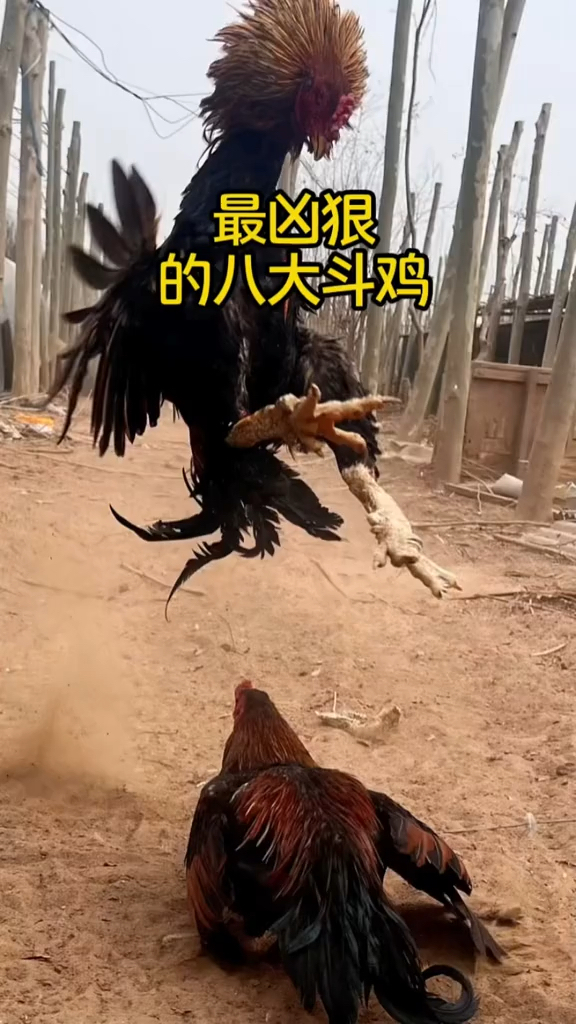 最凶狠的八大斗鸡