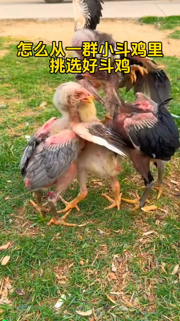 怎么从小斗鸡群里挑好的斗鸡