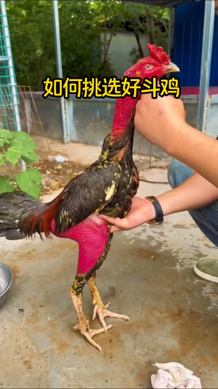 如何挑选好的斗鸡