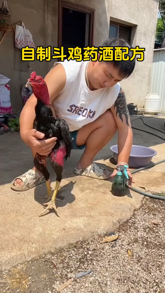 自制斗鸡药酒配方