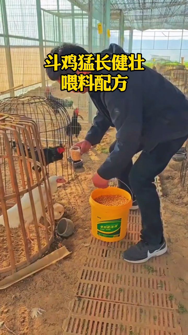 斗鸡猛涨健壮,喂料配方