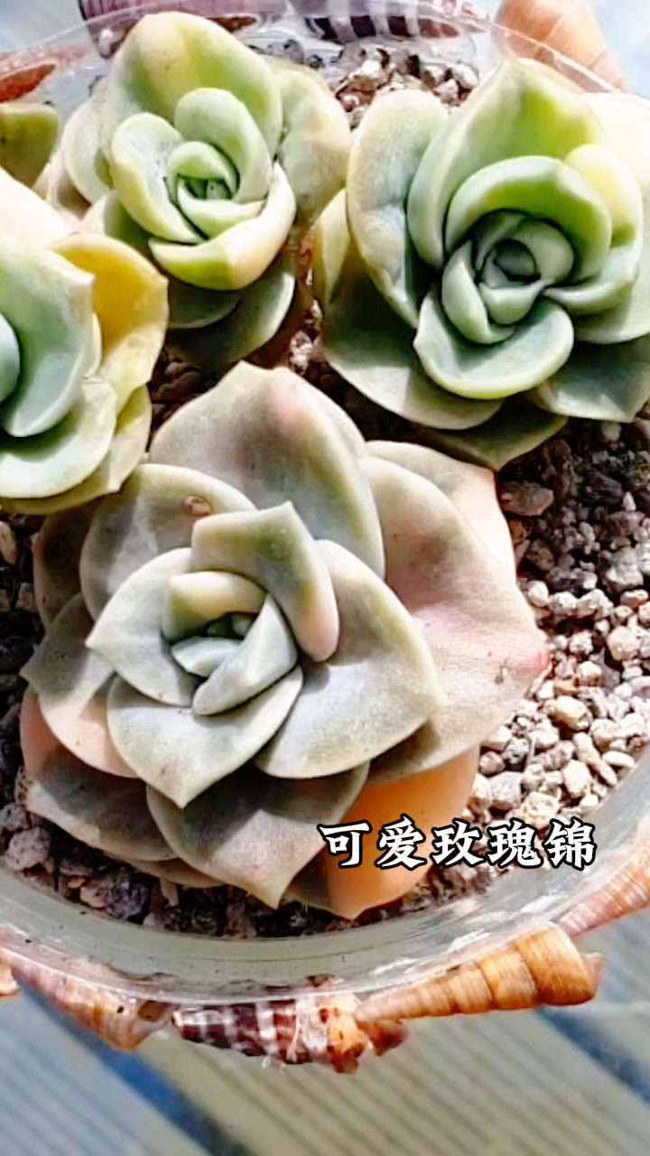 多肉植物可爱玫瑰,出锦的状态