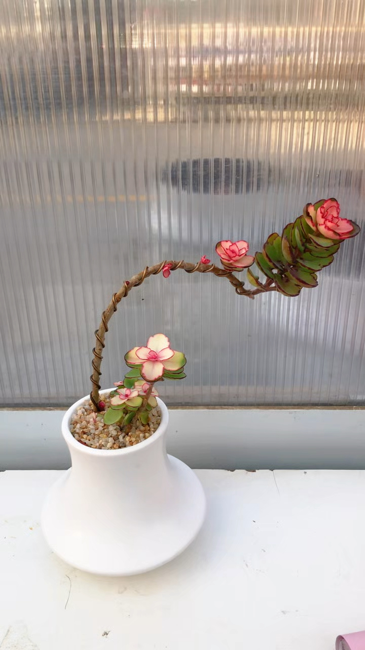 多肉植物制作成盆景,也很惊艳