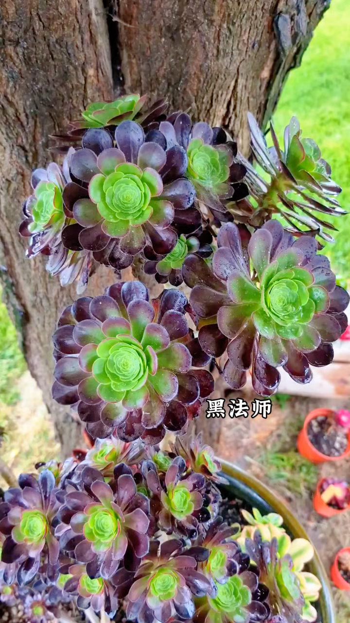 多肉植物黑法师,可散射光养护