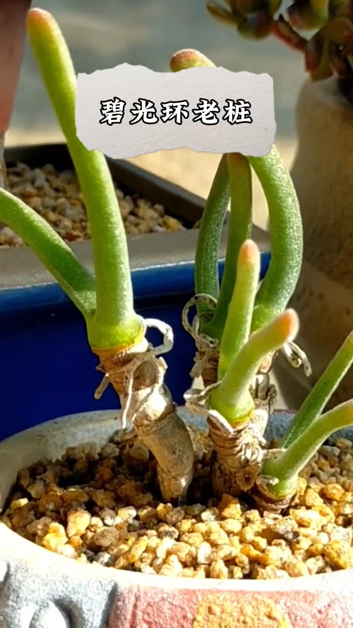 多肉植物碧光环,像不像兔耳朵?