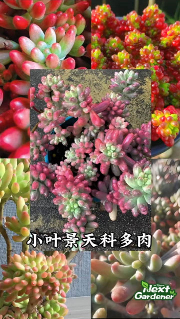 景天科景天属多肉植物,叶片一般都比较小巧