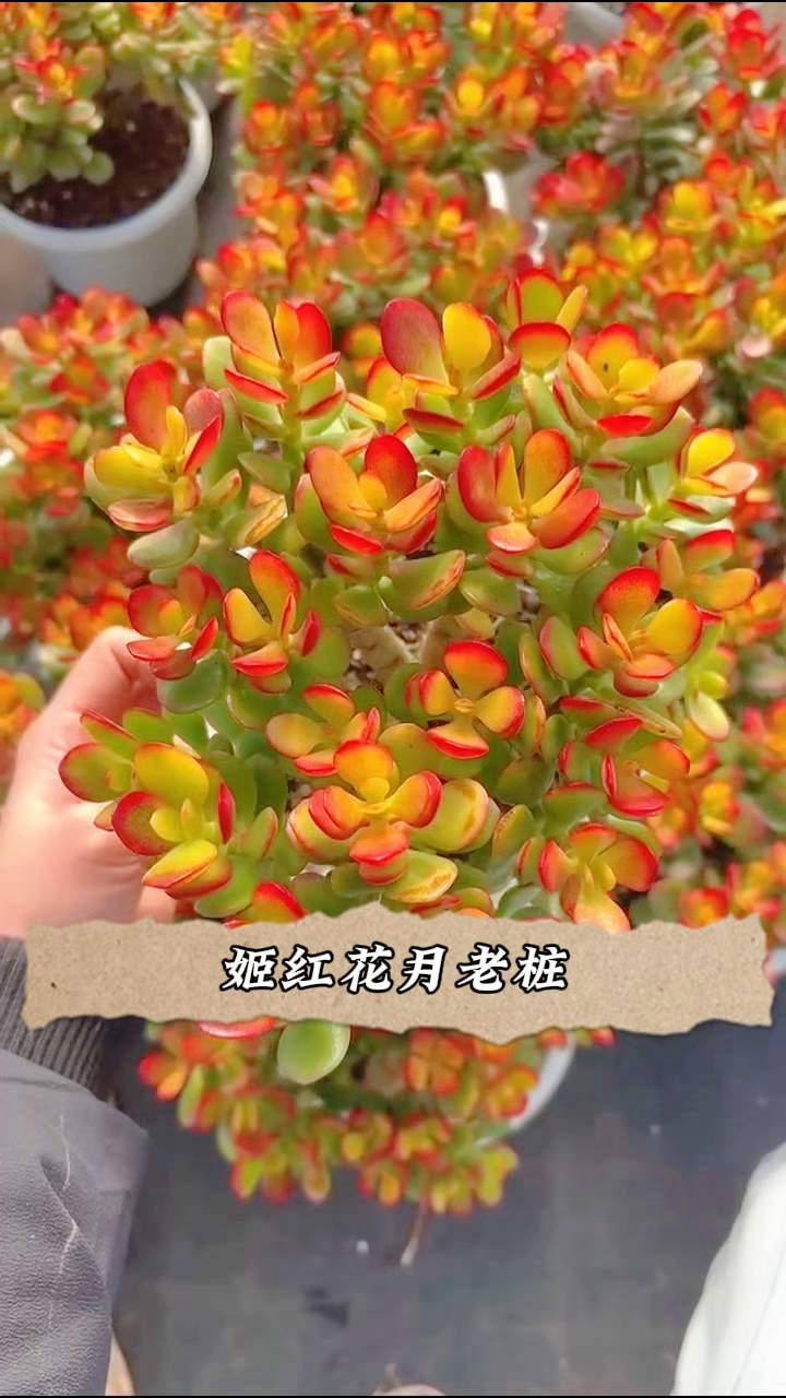 多肉姬红花月美炸了,每一片叶子都在诉说惊艳