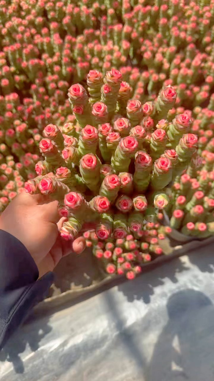 多肉植物品种图鉴,药锦钱串