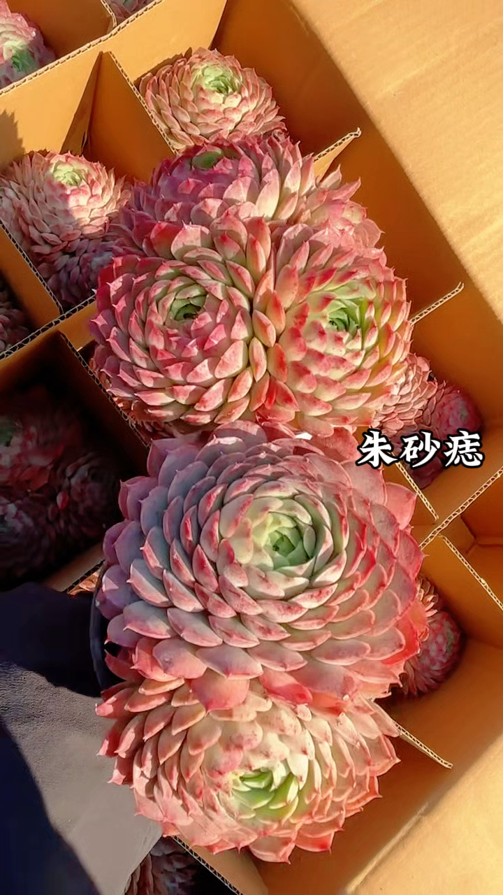 密叶型多肉植物,朱砂痣