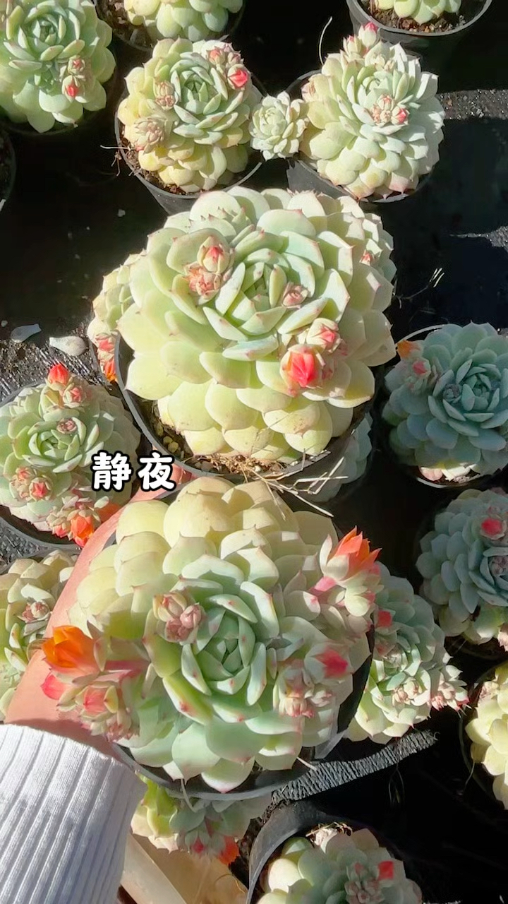多肉植物静夜,永远是那么俊美